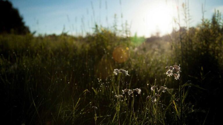 How Can I Complete A 99Exch Wallet Recharge Safely?